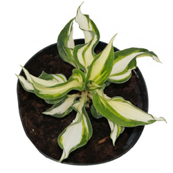 Хоста гибридная Кремовый топпинг купить в Нижнем Новгороде