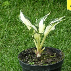 Хоста гибридная Огонь и Лед купить в Нижнем Новгороде