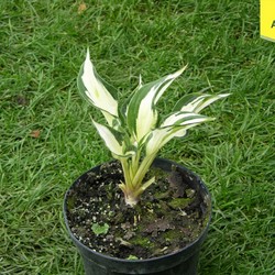 Хоста гибридная Огонь и Лед купить в Нижнем Новгороде