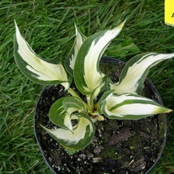 Хоста гибридная Огонь и Лед купить в Нижнем Новгороде