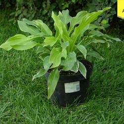 Хоста гибридная Моерхейм купить в Нижнем Новгороде