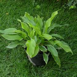 Хоста гибридная Моерхейм купить в Нижнем Новгороде