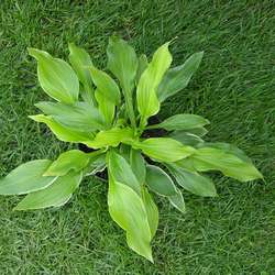 Хоста гибридная Моерхейм купить в Нижнем Новгороде