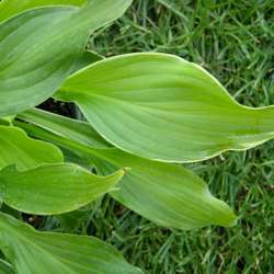 Хоста гибридная Моерхейм купить в Нижнем Новгороде