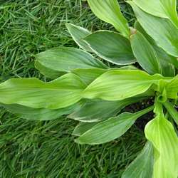 Хоста гибридная Моерхейм купить в Нижнем Новгороде