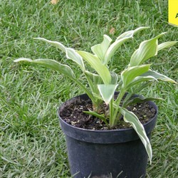 Хоста гибридная Моерхейм купить в Нижнем Новгороде