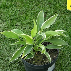 Хоста гибридная Моерхейм купить в Нижнем Новгороде