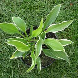 Хоста гибридная Моерхейм купить в Нижнем Новгороде