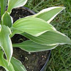 Хоста гибридная Моерхейм купить в Нижнем Новгороде