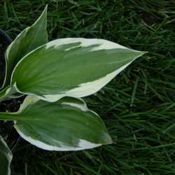 Хоста гибридная Патриот купить в Нижнем Новгороде