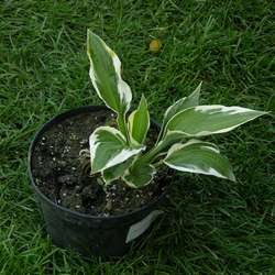 Хоста гибридная Патриот купить в Нижнем Новгороде