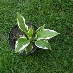 Хоста гибридная Патриот купить в Нижнем Новгороде