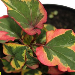 Хауттюния сердцелистная Хамелеон купить в Нижнем Новгороде