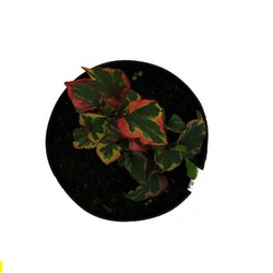 Хауттюния сердцелистная Хамелеон купить в Нижнем Новгороде