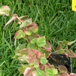 Хауттюния сердцелистная Хамелеон купить в Нижнем Новгороде