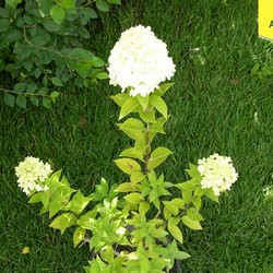 Гортензия метельчатая Лаймлайт купить в Иванове