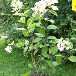 Гортензия метельчатая Пинк Даймонд купить во Владимире