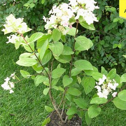 Гортензия метельчатая Пинк Даймонд купить во Владимире