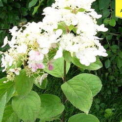 Гортензия метельчатая Пинк Даймонд купить во Владимире