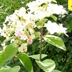 Гортензия метельчатая Пинк Даймонд купить во Владимире