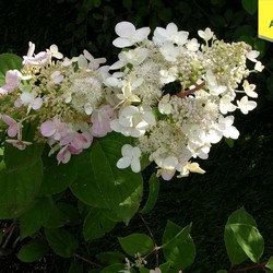Гортензия метельчатая Пинк Даймонд купить во Владимире