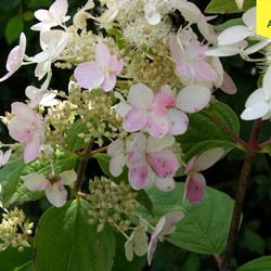 Гортензия метельчатая Пинк Даймонд купить во Владимире