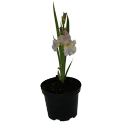 Ирис германский Шемпейн Элигенс купить во Владимире