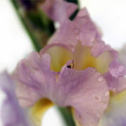 Ирис германский Шемпейн Элигенс купить во Владимире