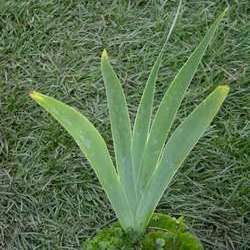 Ирис германский Шемпейн Элигенс купить во Владимире