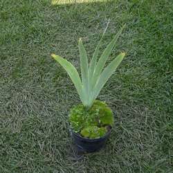 Ирис германский Шемпейн Элигенс купить во Владимире