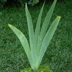 Ирис германский Шемпейн Элигенс купить во Владимире