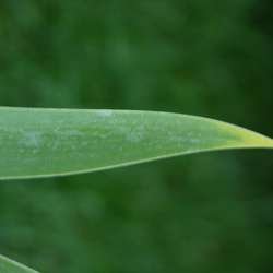 Ирис германский Шемпейн Элигенс купить во Владимире