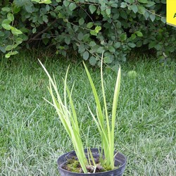 Ирис луизианский Джек Эттэк купить в Нижнем Новгороде