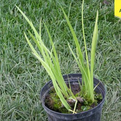 Ирис луизианский Джек Эттэк купить в Нижнем Новгороде