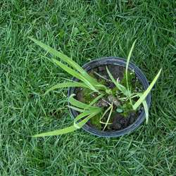 Ирис луизианский Джек Эттэк купить в Нижнем Новгороде