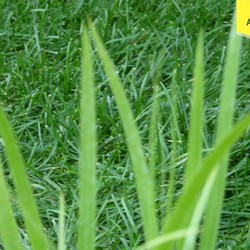 Ирис луизианский Джек Эттэк купить в Нижнем Новгороде