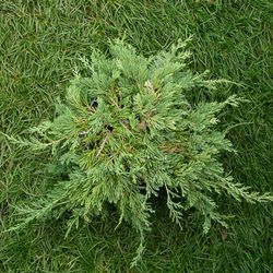 Можжевельник горизонтальный Глаука купить во Владимире