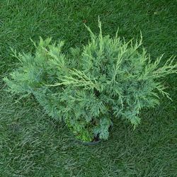 Можжевельник казацкий Глаука купить в Нижнем Новгороде