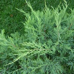 Можжевельник казацкий Глаука купить в Нижнем Новгороде