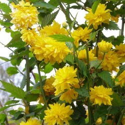 Керия японская Пленифлора купить во Владимире