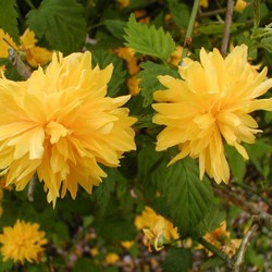 Керия японская Пленифлора купить во Владимире