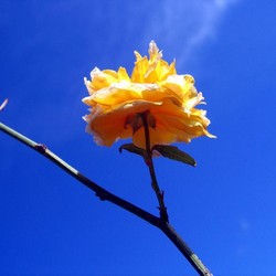 Керия японская Пленифлора купить во Владимире