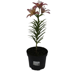 Лилия восточная Розовая Фея купить во Владимире