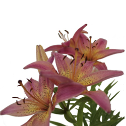 Лилия восточная Розовая Фея купить во Владимире