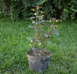 Вербейник пурпурный Файа Клакет купить во Владимире