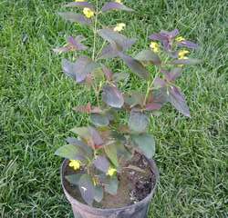 Вербейник пурпурный Файа Клакет купить во Владимире