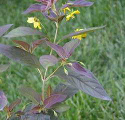Вербейник пурпурный Файа Клакет купить во Владимире