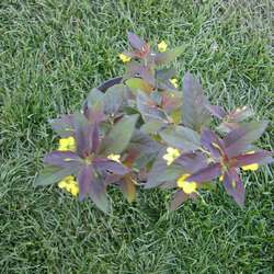 Вербейник пурпурный Файа Клакет купить во Владимире