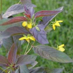 Вербейник пурпурный Файа Клакет купить во Владимире