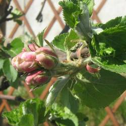 Яблоня декоративная Ротер Боскооп купить во Владимире